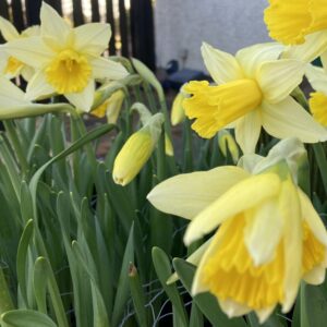 Seasonal Gardening Activities Training - Spring Unit