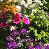 Trellis Seasonal Gardening Activities Training Programme - Summer Unit