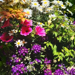 Summer Unit - Trellis Seasonal Gardening Activities Training Programme