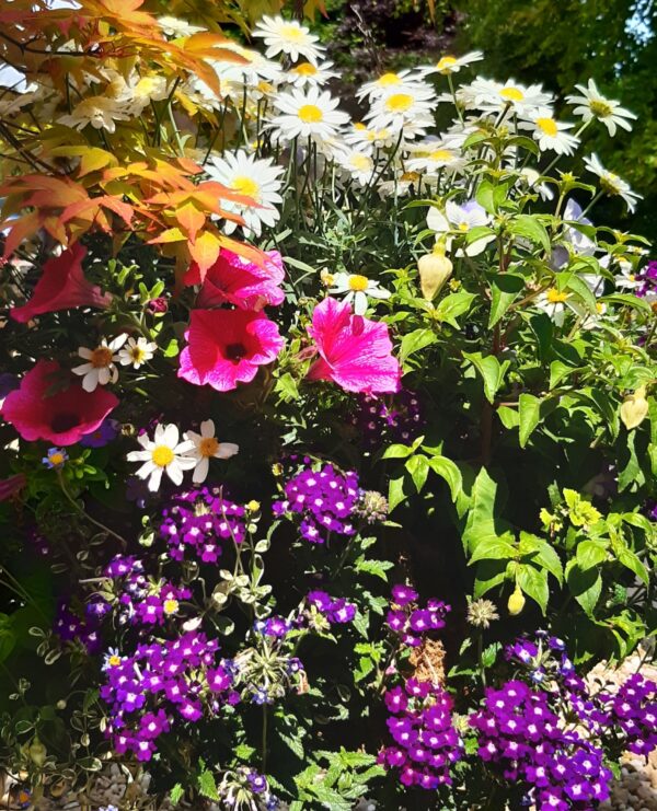 Summer Unit - Trellis Seasonal Gardening Activities Training Programme