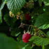 Trellis Seasonal Gardening Activities Training Programme - Autumn Unit