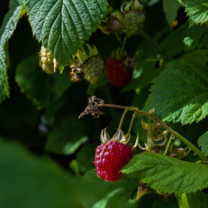 Trellis Seasonal Gardening Activities Training Programme - Autumn Unit