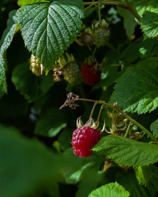 Raspberry Southton August 15-48 Trellis Seasonal Gardening Activities Training Programme - Autumn Unit