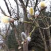 Trellis Seasonal Gardening Activities - Winter Unit 2026