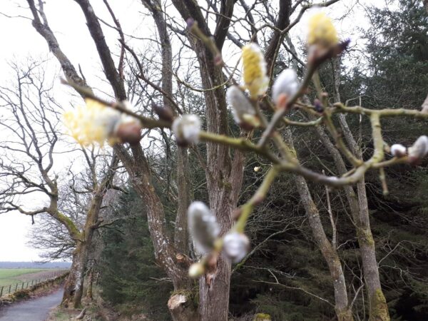 winter catkins Trellis Seasonal Gardening Activities - Winter Unit 2026